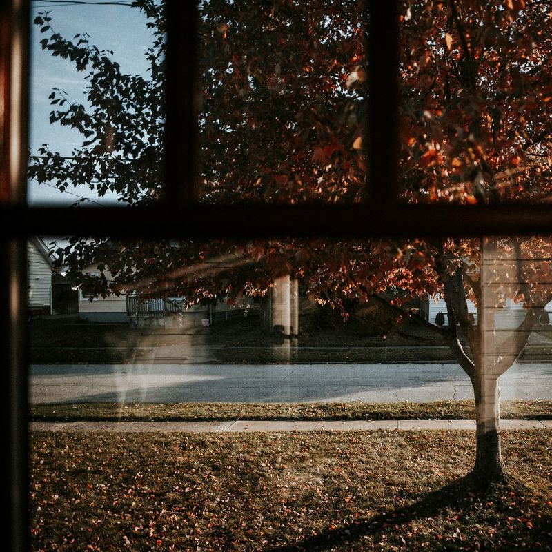 An autumn tree with red leaves seen through a dark window.