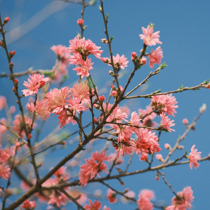 A branch of pink blossom against a deep blue sky.