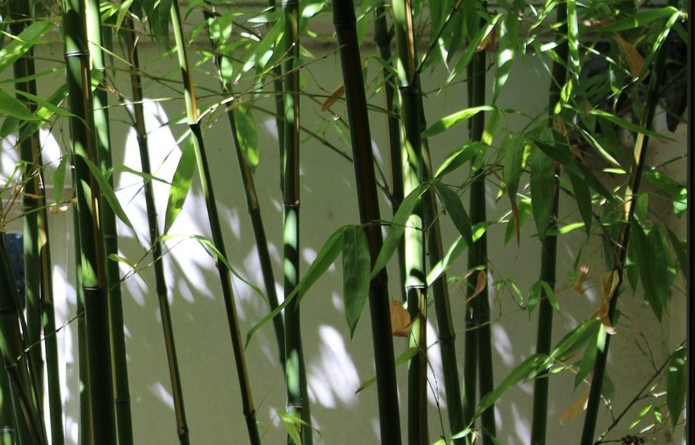 Bamboo in sunlight in front of a white garden wall, seen through the lattice