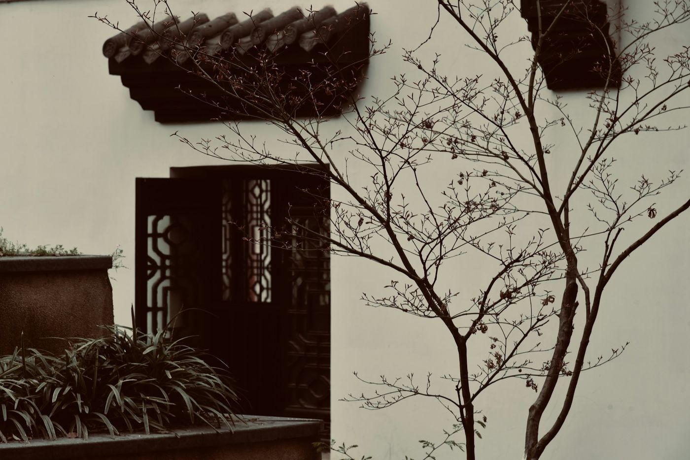 Bare branches in front of a pale wall with a dark red lattice door