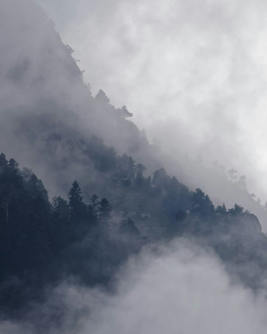 A forested mountainside half hidden in rain cloud