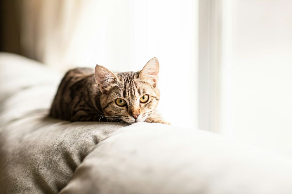 A tabby cat lies on a pale sofa in soft window light, looking at the camera.
